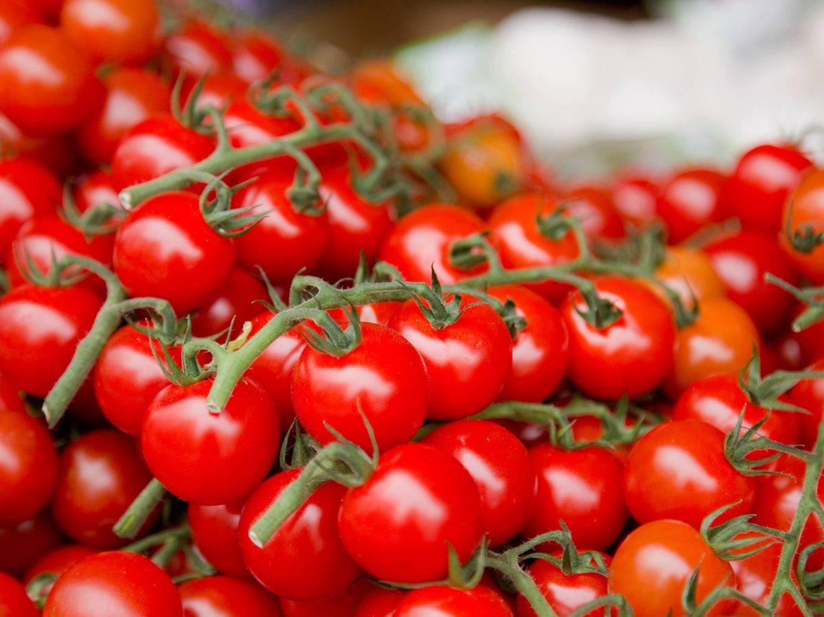 Cosecha de tomates