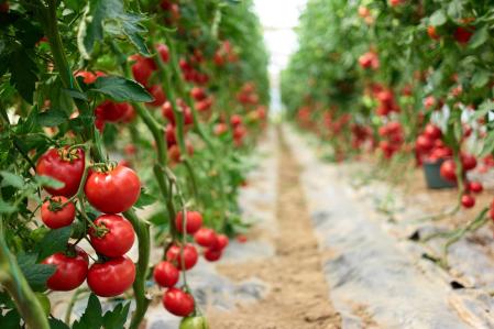 Cosecha de tomates