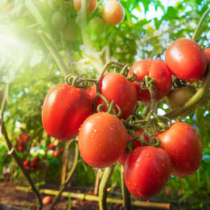Cosecha de tomates